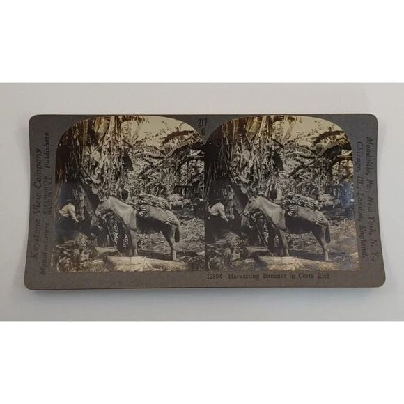 Keystone View card Harvesting Bananas In Costa Rica Photo Card - Picture 1 of 8